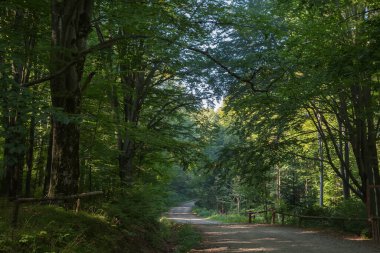Sonbahar güneşli sabahında bir dağ kayın ormanında çakıl yolu