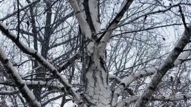 Bulutlu gökyüzüne karşı kar yağarken yaprakları dökülen eski huş ağacı