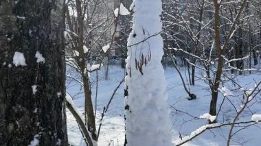 Güneşli bir günde parktaki eski huş ağaçları