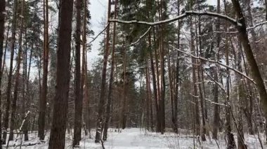 Kışın parkta yüksek çamlar ve yaprak döken ağaçlar