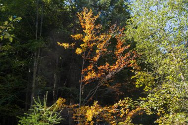 Güneşli bir günde, dağ yamacındaki karanlık ormanın arka planında parlak sarı sonbahar yapraklarıyla genç yaprak döken ağaç.