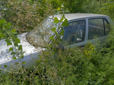 Terk edilmiş eski beyaz bir araba. Genç kavak ağaçları ve farklı yabani otlarla kaplanmış. Güneşli yaz günlerinde yan manzara.