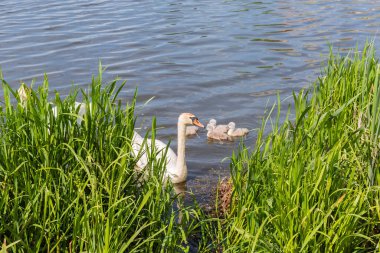 Birkaç kuğu yavrusuyla birlikte beyaz dilsiz kuğular baharda sazlıkların arasında göl kıyısında süzülüyorlar.