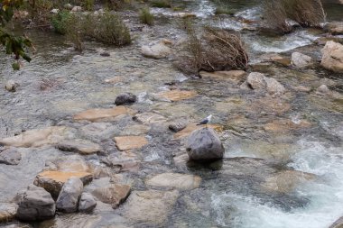 Sonbahar bulutlu bir günde çalkantılı bir dağ nehrinin ortasında büyük bir kayanın üzerinde duran martı.