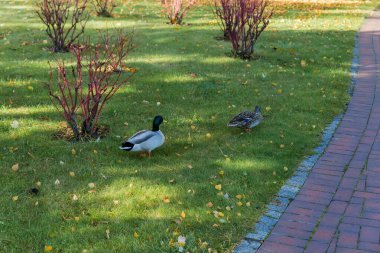 Sonbahar güneşli sabahında parkta çimlerde yürüyen bir çift yaban ördeği.