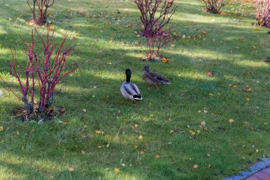 Sonbahar güneşli sabahında parkta çimlerde yürüyen bir çift yaban ördeği.