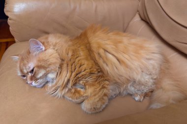 Pofuduk zencefilli ev kedisi pençelerini altına sıkıştırmış ve eski sarı deri koltukta uyukluyor.
