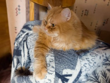 Sakin bir haldeki tüylü kızıl ev kedisi patisini sallayarak siyah beyaz battaniyeye uzanır ve yüzünü çevirir, bulanık bir arka plan görür.