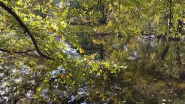 Sonbahar parkında ağaçların arasında çeşmeli gölet