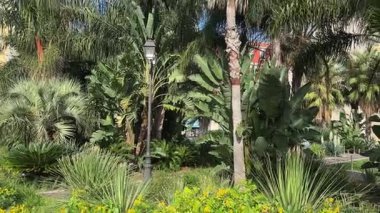 Sonbahar güneşli bir günde farklı palmiyeleri olan umumi bahçe.