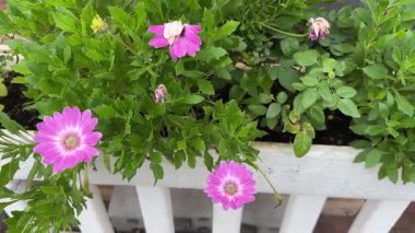 Osteospermum 'un pembe ve kırmızı çiçekli süslü çalıları.