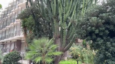 Euphorbia Ingens, ya da çok katlı binaya karşı şamdan ağacı