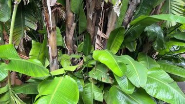 Muz bitkileri çalılığı, halka açık parktaki süs bitkileri gibi.