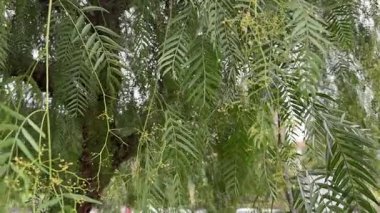 Schinus Molle ağacının sarkan dalları bulutlu havada