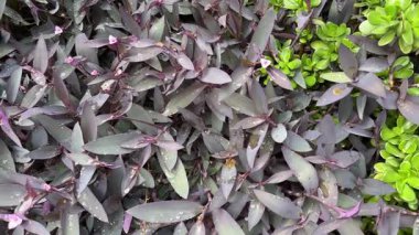 Tomurcuklanan Tradescantia pallida bulutlu bir günde su damlalarıyla kaplıdır.