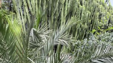 Bulutlu bir günde parktaki Euphorbia Ingens ya da Candelabra ağacı