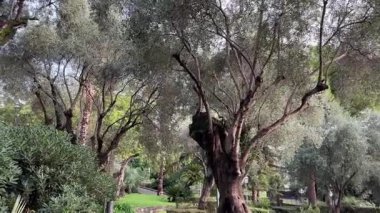 Halkın bahçesindeki eski zeytin ağaçları bulutlu bir günde