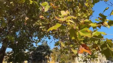 Sonbahar parkında güneşli bir günde eski uçak ağaçları