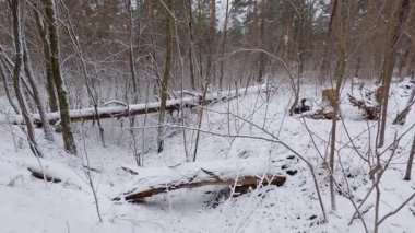 Orman kesimi karla kaplı, vadide devrilmiş ağaçlarla.