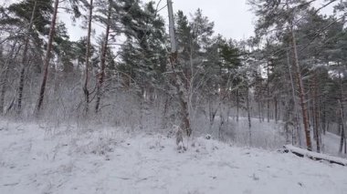 Ağaçların karla kaplı olduğu orman bölgesi.