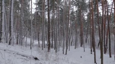 Ağaçlar karla kaplanmış, ormanın tepe kısmı.