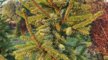 Güneş doğduktan sonra sabah ışığında külahlı genç ladin.