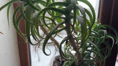 Pencere kenarında çiçek saksısında büyüyen dekoratif aloe.