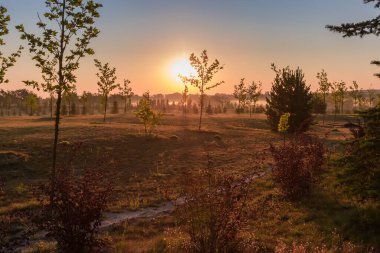 Nadir yetişen ağaçlar ve çalılarla dolu bir çayır. Gökyüzüne karşı sabah sisi süzülüyor. Yazın aydınlık gökyüzünde yükselen güneş.