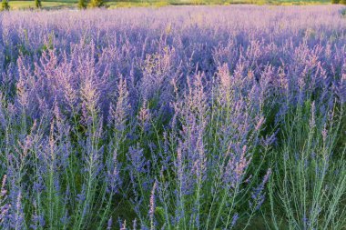 Çiçek açan Perovskia atriplisifolia ekimi, ayrıca salvia yangii olarak da bilinir, yaz güneşli sabahlarında mor çiçeklerin kabarıklığıyla.