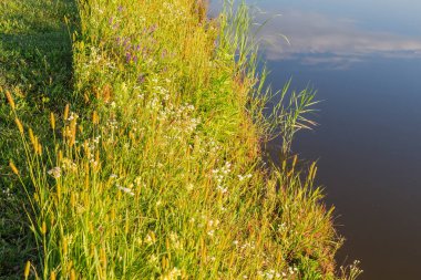 Göl kıyısının şeridi farklı otlar ve çiçeklerle kaplanmış yaz güneşli sabahları