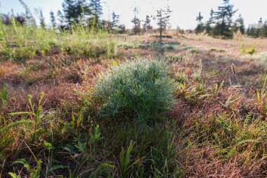 Ufuktaki ağaçların seyrek büyümesine karşı çayırda yetişen çiyle kaplı dereye benzeyen yapraklar gibi iplikçikli küçük sürünen çalılar.