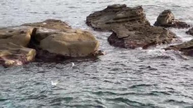 Deniz dalgaları ayrı kayalıklarda yüzen martılarla