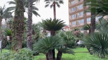 Kasaba parkında bulutlu bir günde farklı palmiye ağaçları