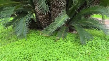 Bulutlu bir günde halka açık bahçede Akdeniz cüce palmiyesi