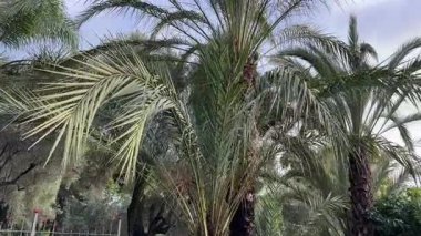 Hurma ağaçlarıyla dolu İrem şehrinde.