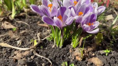 Çiçekli Crocus vernus 'un çalıları Güneşli bir günde, ön manzara