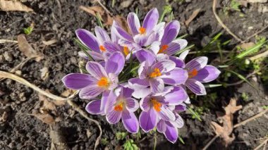 Çiçekli Crocus vernus 'un çalıları Güneşli bir günde, üst manzara