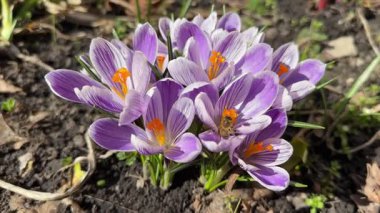 Bahar güneşli bir günde açan mor Crocus vernus çalısı.