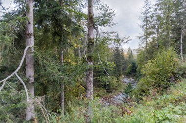 Küçük dağ nehri vadisi ormanla kaplanmış yamaçlarla kaplı, sonbahar günü tepedeki manzarada önplanda yaşlı ağaçlar var.