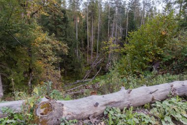Küçük dağ nehir vadisinin yamaçlarında orman, sonbahar günü bir ön planda devrilmiş yaşlı ağacın kuru gövdesi ile üst manzara
