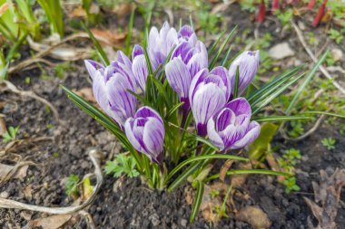 Çiçekli Crocus vernus çalısı, ya da bahar crocus matutinal açık mor çizgili çiçekli bahar crocus bahar bulutlu bir bahar sabahı toprağın bulanık arka planı