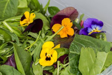 Plastik kabın içinde çiğ yaprak sebzeleri ve yenilebilir çiçeklerin karışımı, seçici odak noktasında parça yakın plan.