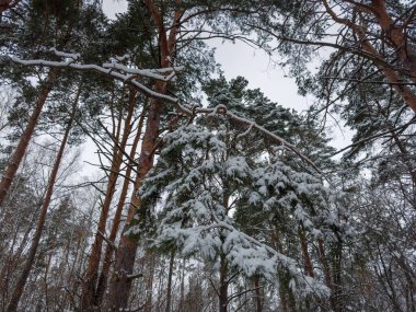 Karlı bir ormanda karla kaplı çam dalı diğer çam ağaçlarına ve bulutlu gökyüzüne karşı alt manzara