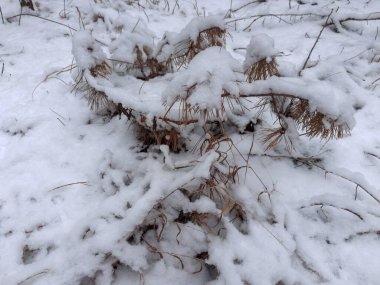 Kuru iğneli kurumuş çam dalları karlı bir ormanda karla kaplı çimenlerin arasında, bulutlu bir günde uzanır.