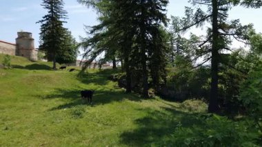 Ortaçağ Dominik Manastırı Savunma Kulesi ve Duvarı, Pidkamin, Ukrayna