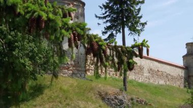 Ortaçağ Dominik manastırı kulesi ve duvarı, ön planda ağaç