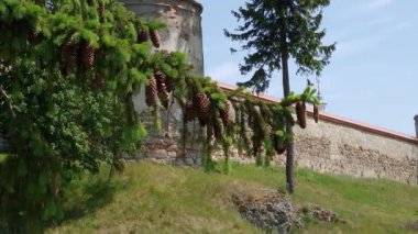 Ortaçağ Dominik manastırı kulesi ve duvarı, ön planda ağaç