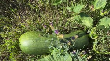 Güneşli bir günde çimlerin arasındaki yeşil balkabağı