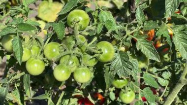 Domates olgun ve olgunlaşmamış meyvelerle dolu bir tarlada.
