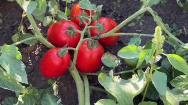 Kırmızılı erik domatesleri tarlada